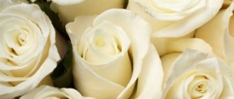 Why is a girl given white roses and what do white flowers symbolize?