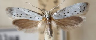 why do you dream of a moth?