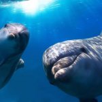 К чему снятся дельфины: стоит радоваться или печалиться?