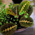 Maranta - what signs and superstitions promise benefits for the home, for fate