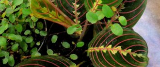 Maranta - what signs and superstitions promise benefits for the home, for fate