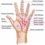 What does a bifurcated Heart Line tell you about in Palmistry?