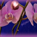 орхидея на подарок