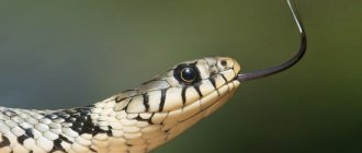 Pisces-Snake