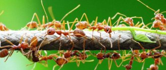 Dream Interpretation - why do girls or women dream about ants: the meaning of the dream