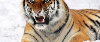 Тигр злится