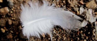 All folk signs about bird feathers