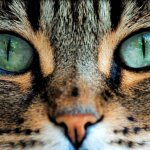 Green cat eyes